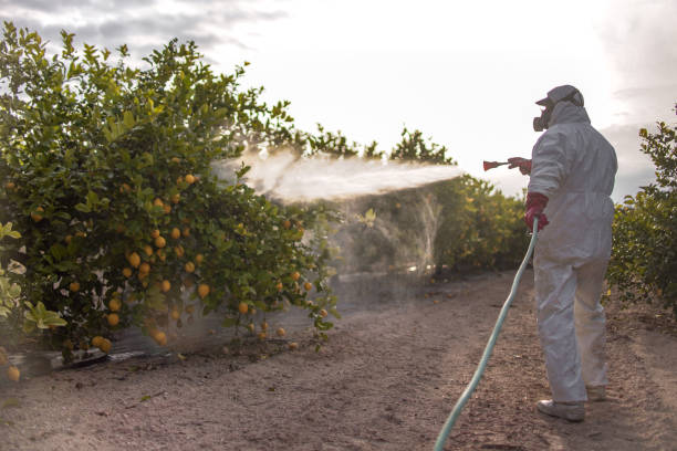 Best Local Pest Control Services  in Meeker, CO
