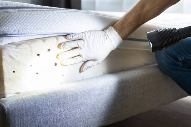 Best Wasp Removal Services  in Meeker, CO